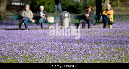 Husum, Deutschland. 17. März 2016. Krokusse blühen im Schlosspark in Husum, Deutschland, 17. März 2016. Etwa verwandeln 4 Millionen Krokusse den Park in ein Meer aus lila Blüten. An diesem Wochenende wird der Krokus-Festival in Husum gefeiert. Foto: CARSTEN REHDER/Dpa/Alamy Live News Stockfoto