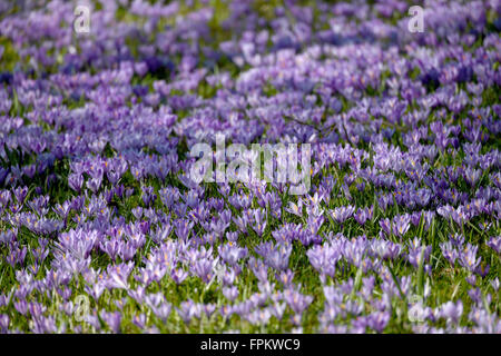 Husum, Deutschland. 17. März 2016. Krokusse blühen im Schlosspark in Husum, Deutschland, 17. März 2016. Etwa verwandeln 4 Millionen Krokusse den Park in ein Meer aus lila Blüten. An diesem Wochenende wird der Krokus-Festival in Husum gefeiert. Foto: CARSTEN REHDER/Dpa/Alamy Live News Stockfoto