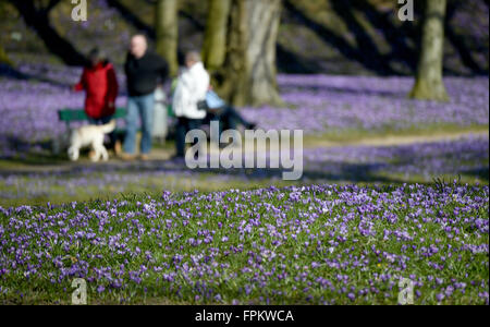 Husum, Deutschland. 17. März 2016. Krokusse blühen im Schlosspark in Husum, Deutschland, 17. März 2016. Etwa verwandeln 4 Millionen Krokusse den Park in ein Meer aus lila Blüten. An diesem Wochenende wird der Krokus-Festival in Husum gefeiert. Foto: CARSTEN REHDER/Dpa/Alamy Live News Stockfoto