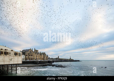 Aberystwyth Wales UK, Samstag, 19. März 2016 UK Wetter: abendlichen Auftritt der städtischen Murmuration der Stare in Aberystwyth als gesehen vom Pier und auf der Suche in Richtung der Küste von dieser beliebten Küstenort in der Cardigan Bay. Bildnachweis: Philip Jones/Alamy Live-Nachrichten Stockfoto