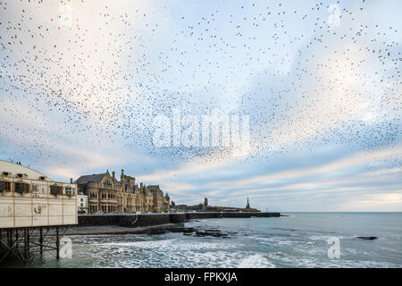 Aberystwyth Wales UK, Samstag, 19. März 2016 UK Wetter: abendlichen Auftritt der städtischen Murmuration der Stare in Aberystwyth als gesehen vom Pier und auf der Suche in Richtung der Küste von dieser beliebten Küstenort in der Cardigan Bay. Bildnachweis: Philip Jones/Alamy Live-Nachrichten Stockfoto