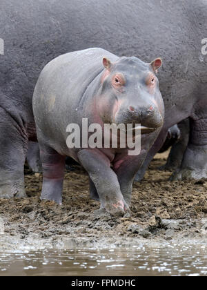 Flusspferd (Hippopotamus Amphibius) Familie außerhalb des Wassers. Kenia, Afrika Stockfoto