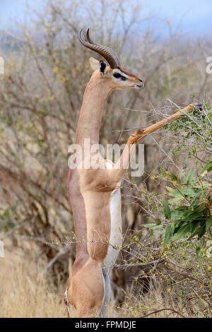 Gerenuk stehen aufrecht bis erreichen lässt, Nationalpark in Kenia, Afrika Stockfoto