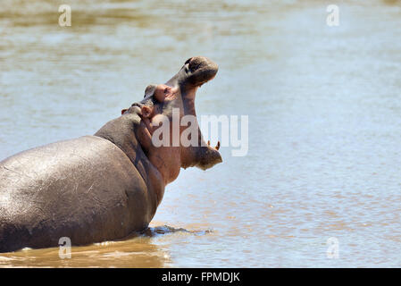 Nilpferd-Familie (Hippopotamus Amphibius) am Wasser, Kenia, Afrika Stockfoto