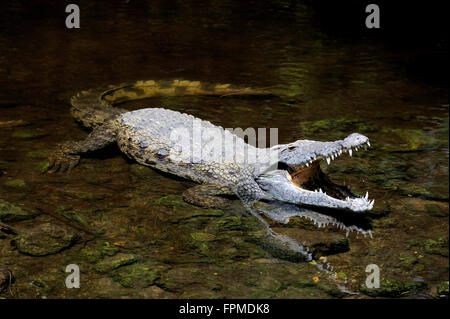 Close-up großen Krokodil im Wasser. Kenia, Afrca Stockfoto