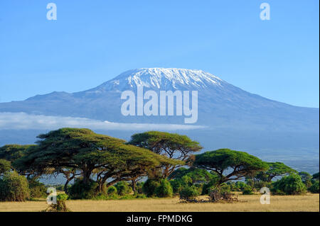 Schnee auf dem Kilimandscharo in Amboseli Stockfoto