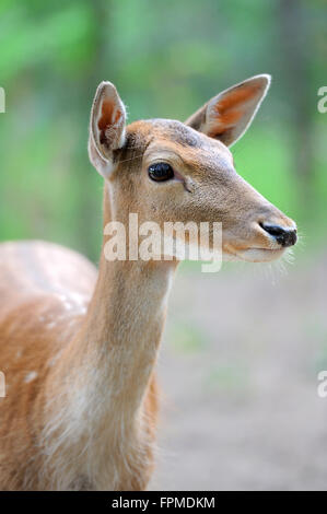 Close-up Damwild in freier Natur Stockfoto