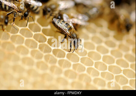 Nahaufnahme von den Arbeitsbienen auf honeycells Stockfoto