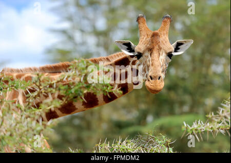 Giraffe in freier Wildbahn. Afrika, Kenia Stockfoto