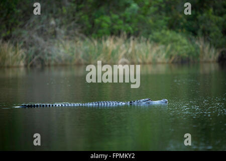 Versenkt Alligator (Alligator Mississippiensis) zu Hause in den Everglades National Park, Florida, USA Stockfoto