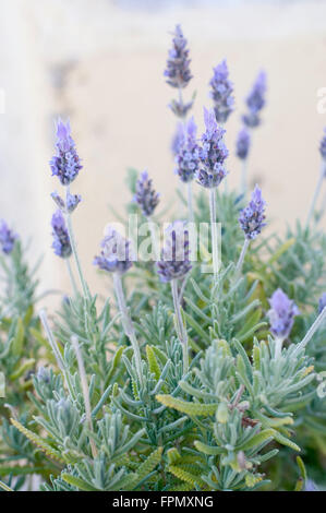 Lavendel Blüten Lavandula Angustifolia, Sy Lavandula Officinalis, Stockfoto