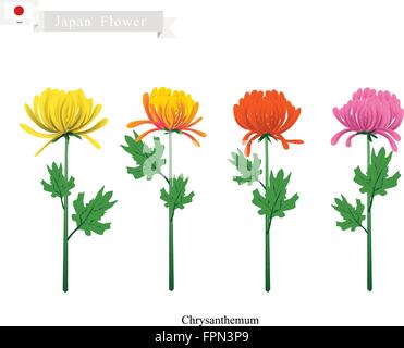 Japan-Blume, Illustration von Chrysanthemen. Ein Symbol des Kaisers und der kaiserlichen Familie von Japan. Stock Vektor