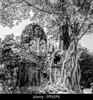 Vintage-Effekt Schwarz-weiß-Foto von spektakulären Feigenbaum Ficus Religiosa, völlig überwältigend der östliche Gopura nächsten t Stockfoto