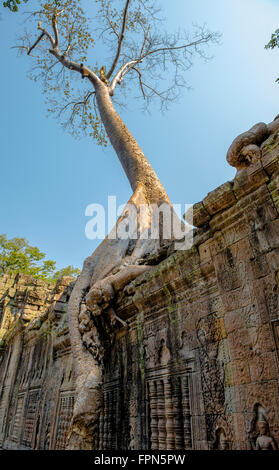 Ein riesiger Baum wächst und über die Ruinen von Preah Khan, Tempel des Heiligen Schwertes. Gebaut von Jayavarman VII AD119, Kambodscha Stockfoto