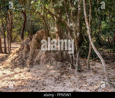 Termite Hügel oder Ameisenhaufen, wahrscheinlich die gemeinsamen Hypotermes Makhamensis, im tropischen Regenwald von Angkhor, Kambodscha Stockfoto