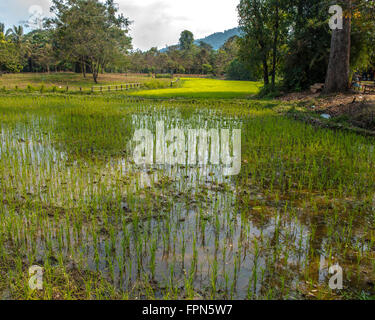 Neu gepflanzte Reis im Wasser Reisfeld in Kambodscha in der Nähe von Banteay Srei, Kambodscha mit Spiegelungen im Wasser und einen hellen gree Stockfoto