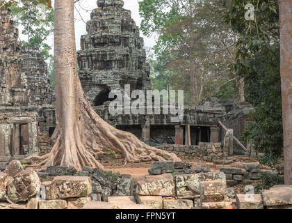 Riesige Chambak oder Kapok, Baum, Irvingia Malayana wächst über den 12. Jahrhundert Banteay Kdei Tempel, Kambodscha, erbaut von König Stockfoto