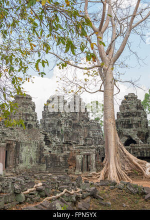 Riesige Chambak oder Kapok, Baum, Irvingia Malayana wächst über den 12. Jahrhundert Banteay Kdei Tempel, Kambodscha, erbaut von König Stockfoto