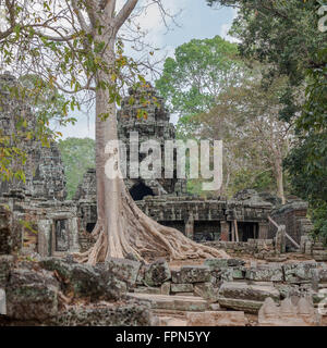 Riesige Chambak oder Kapok, Baum, Irvingia Malayana wächst über den 12. Jahrhundert Banteay Kdei Tempel, Kambodscha, erbaut von König Stockfoto