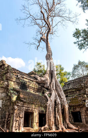 Riesige Chambak oder Kapok, Baum, Irvingia Malayana wächst über das 12. Jahrhundert Ta Prohm Tempel, Kambodscha Stockfoto