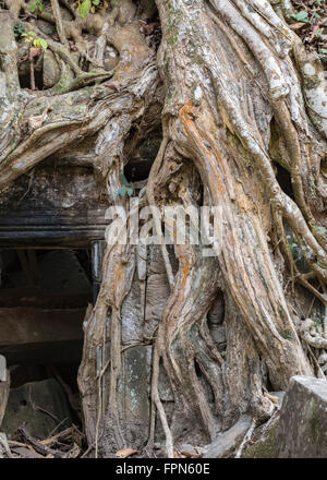 Die Wurzeln der Banyan-Baum mit einem versteckten Gesicht, über das 12. Jahrhundert Ta Prohm Tempel, Kambodscha, erbaut von König Jayavarman wächst Stockfoto