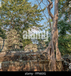 Riesige Kapok-Baum wächst im Laufe des 12. Jahrhunderts gebaut, Banteay Kdei Tempel, Kambodscha, von König Jayavarman VII. Stockfoto