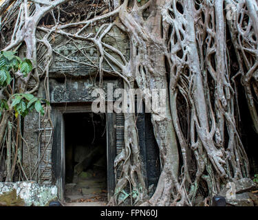 Riesigen Banyan-Baum oder Würgefeige, wächst über das 12. Jahrhundert Ta Prohm Tempel, Kambodscha, erbaut von König Jayavarman VII. Stockfoto