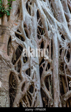 Detail-riesigen Banyan-Baum oder Würgefeige, wächst über das 12. Jahrhundert Ta ProhmTemple, Kambodscha, erbaut von König Jayavarman VII. Stockfoto