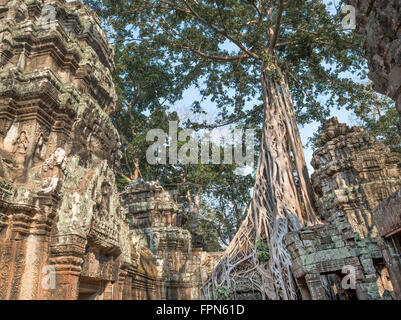 Riesigen Banyan-Baum oder Würgefeige, wächst über das 12. Jahrhundert Ta Prohm Tempel, Kambodscha, erbaut von König Jayavarman VII. Stockfoto