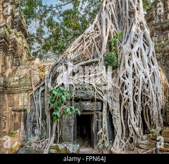 Riesigen Banyan-Baum oder Würgefeige, wächst über das 12. Jahrhundert Ta Prohm Tempel, Kambodscha, erbaut von König Jayavarman VII. Stockfoto