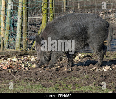 Captive dunklen Haaren Keiler, Sus Scrofa, essen Wurzelgemüse neben einem Zaun im Norden von England.  Ein großer Hund Stockfoto