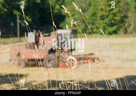 Verschwommenes Bild der Mähdrescher ernten durch Rasen Stockfoto