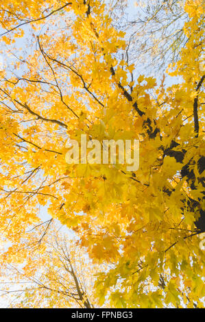 Herbst gelb gefärbten Ahornbaum am blauen Himmel, Blick vom Boden nach oben Stockfoto