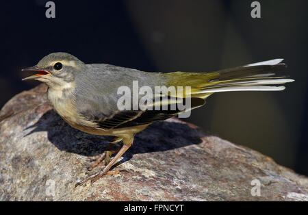 Graue Bachstelze, Motacilla cinerea, weiblich Stockfoto