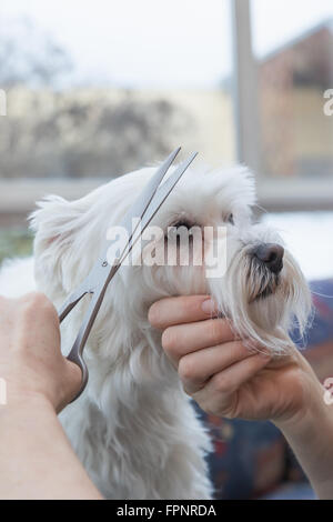Seitenansicht der Rand der weißen Malteser Hund Scheren Pflege. Hund sitzt auf der Pflege Tisch und Blick auf die groomer Stockfoto