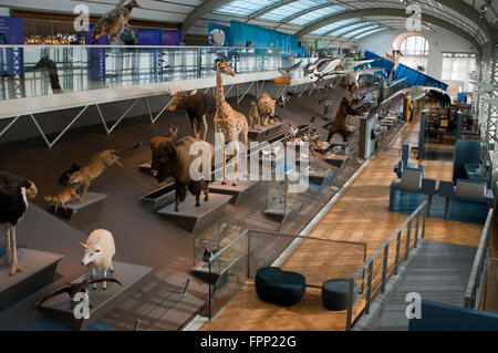 Ausgestopfte Tiere in die Galerie der Evolution im königlichen belgischen Institut für Naturwissenschaften in Brüssel, Belgien. Institut-Ro Stockfoto