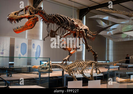 Skelette von Dinosauriern in der Dinosaurier-Hall, königlichen belgischen Institut für Naturwissenschaften / Museum of Natural History, Brüssel, Stockfoto