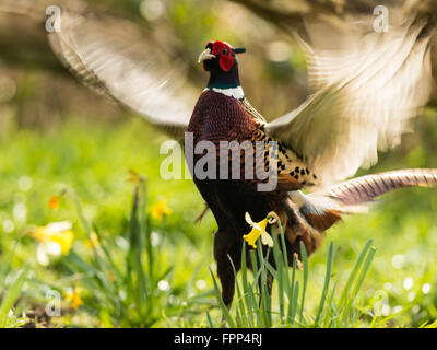 Schöne männliche Ring-necked Fasan (Phasianus Colchicus) Krähen in natürlichen Wäldern Wald Einstellung. Stockfoto