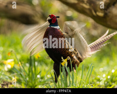 Schöne männliche Ring-necked Fasan (Phasianus Colchicus) Krähen in natürlichen Wäldern Wald Einstellung. Stockfoto