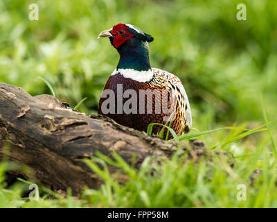 Schöne männliche Ring-necked Fasan (Phasianus Colchicus) auf Nahrungssuche in natürlichen Wäldern Wald Einstellung. Stockfoto