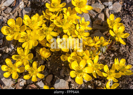 Eranthis hyemalis Cilicica, Winterakonit blühend Stockfoto