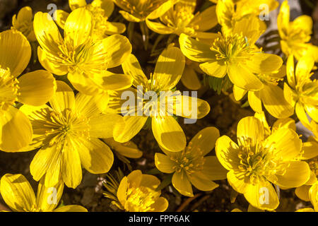 Eranthis hyemalis Cilicica, winterliche blühende Blüten, Akoniten Stockfoto