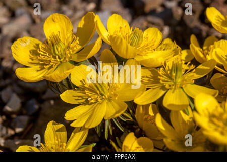 Eranthis hyemalis Cilicica, Winter-Akonit blühende Frühlingsblumen Winter Hellebore, Eranthis cilicica Stockfoto