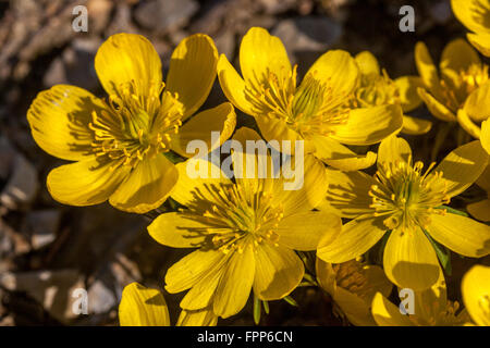 Eranthis hyemalis Cilicica, blühende Winterakonit-Blüten Stockfoto