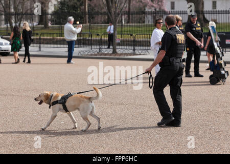 Police k-9 Hund an der Leine - Washington, DC USA Stockfoto