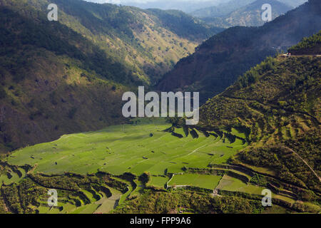 Asien, Ost-Asien, Philippinen, Cordilleras, Banaue, UNESCO World Heritage site, Reisterrassen der Philippinischen Kordilleren, Schritt Stockfoto