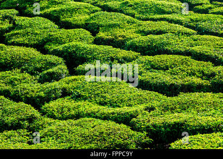 Grün/Petrol Plantagen hautnah Stockfoto