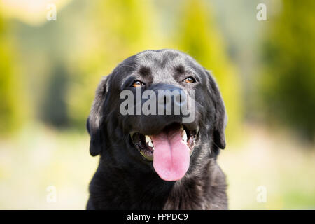 Schwarzer Labrador Retriever Hund portrait Stockfoto