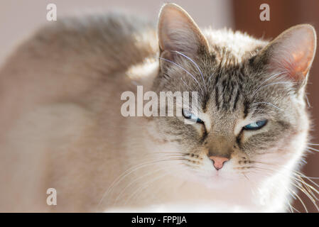 Siamesische Katze mit blauen Augen Blick in die Kamera. Closeup bei Gegenlicht. Natürliches Licht, sehr geringe Schärfentiefe, konzentrierte sich auf Stockfoto