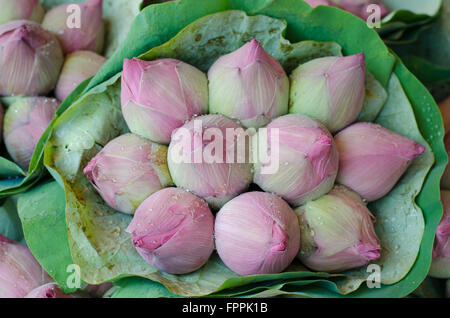 frische Lotus Knospe Blumenstrauß in Blumenmarkt (Pak Klong Talad, Thailand) Stockfoto